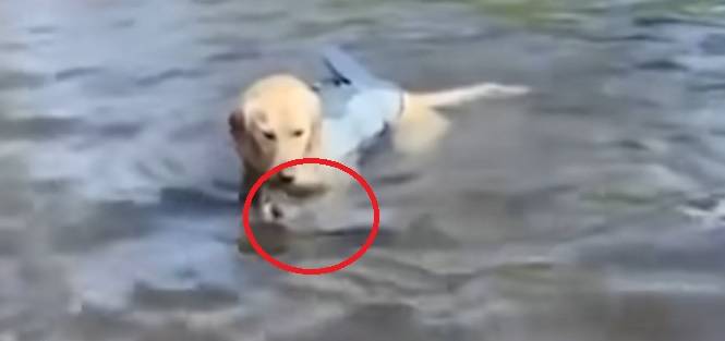 Pies spokojnie pluskał się w jeziorze, gdy nagle z wody wyłoniło się to... [WIDEO]