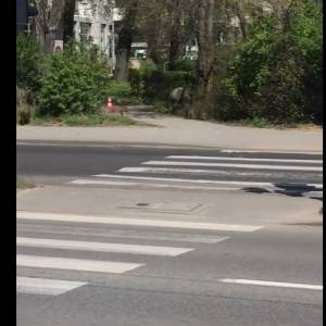 Dziki na przejściu dla pieszych w Gdyni! "Mądrzejsze od ludzi" [WIDEO]