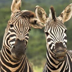 Tego o zebrach mogliście nie wiedzieć! 