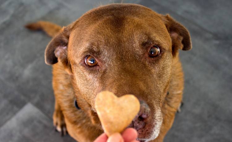 Te 4 sposoby sprawią, że twój pies będzie żyć dłużej!