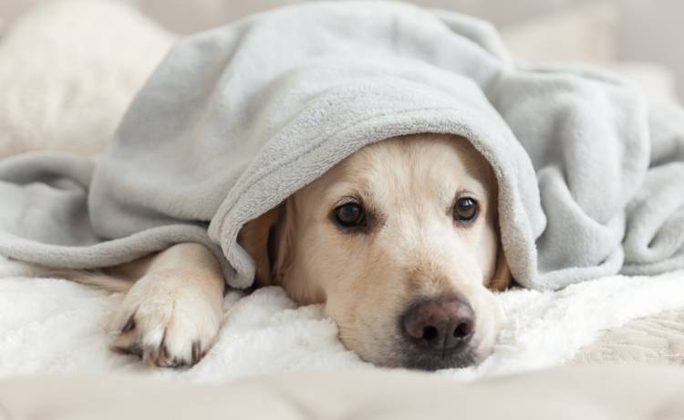 zdjęcie ilustracyjne, fot. Shutterstock/Prystai