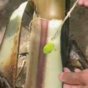 Ten niezwykły drzewołaz wie, jak się ukryć. Trudno go zauważyć! [WIDEO]