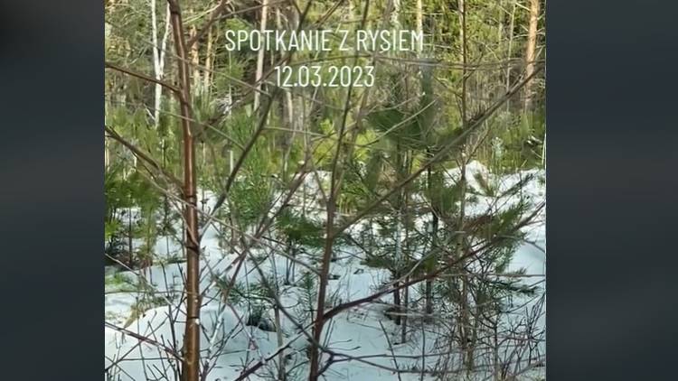 Ryś dumnie kroczy tuż przed maską samochodu. Takie nagranie to rzadkość! [WIDEO]