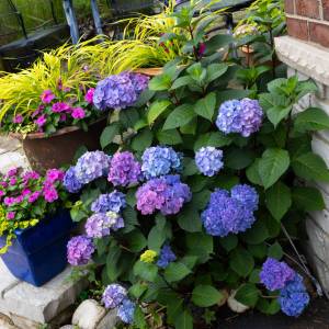 Sekret bujnych hortensji. Prosty domowy sposób na kwitnienie przez całe lato