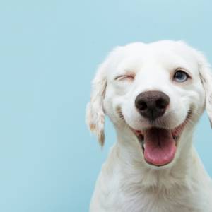 Simek ma tyle obowiązków, że szok! Potrzebuje skarpetek! Ciągnie za sobą niesprawne nóżki