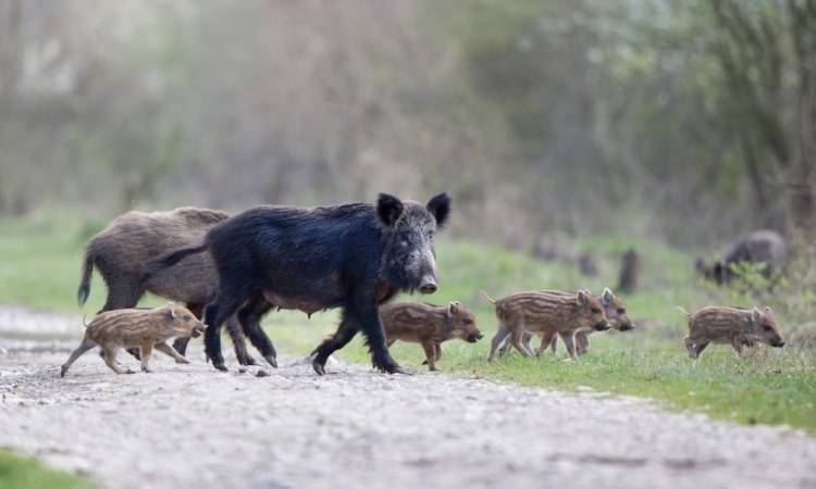 Zaskakujący cover "Małomiasteczkowego"! Nosowska śpiewa w obronie dzików                                                                                 
