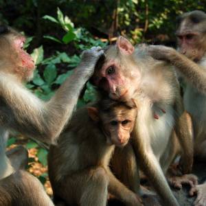 Nie żyje matka i czworo dzieci. Stado małp doprowadziło do tragedii