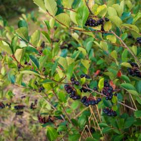Dawniej ten owoc był podstawą domowych przetworów. Dziś sięgamy po niego rzadko 