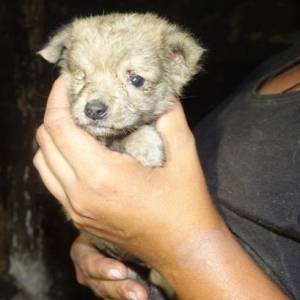 Zapchlone, bez sierści i trzymane w tapczanie... 40 psów z interwencji potrzebuje pilnej pomocy!