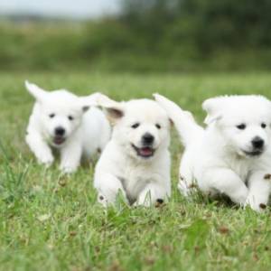 Stado szczeniaków rzuciło się na fotografa! To najsłodszy atak świata [WIDEO]