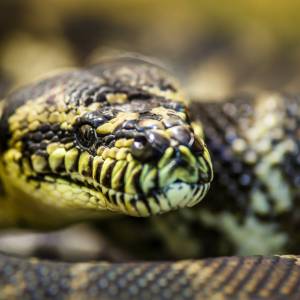 Niespodziewany atak w toalecie. Kobietę ugryzł pyton