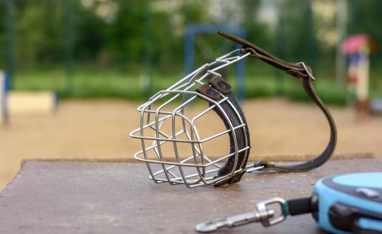 "Wyprowadzam psy". Tak chciała zarobić na kolonię. Telefon dzwoni bez przerwy