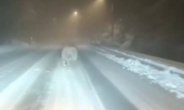 Czy niedźwiedzie już śpią? Nagranie z drapieżnikiem rozwiało wątpliwości i... oburzyło internautów! [WIDEO]