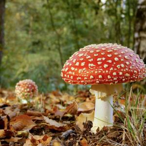 W Internecie pojawił się niebezpieczny trend. Influencerka mówi o jedzeniu muchomorów