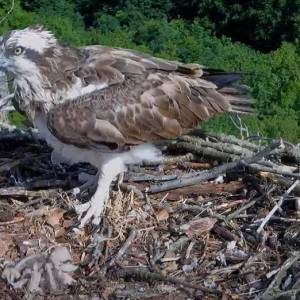 Dramatyczne sceny w gnieździe! Maleńki pisklak nie przeżył... Wszystko nagrała kamera [WIDEO]
