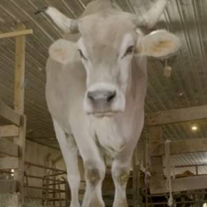 Ten wół pobił rekord Guinnessa. Jest największy na świecie! [WIDEO]