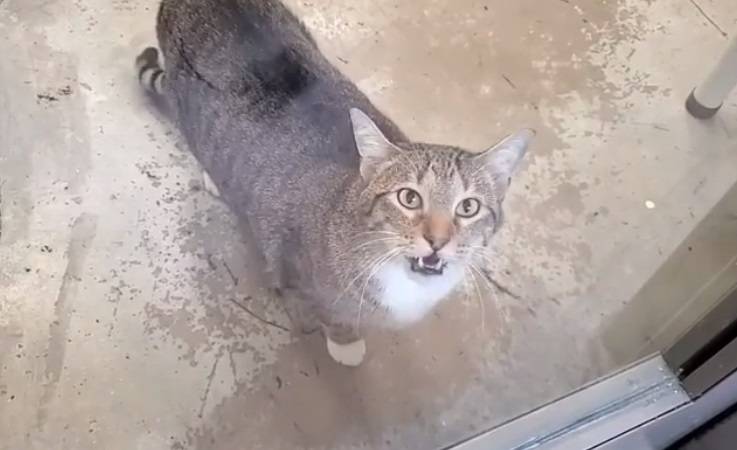 Kot Quilty winny. Wylądował w izolatce, bo nocami wypuszczał inne zwierzęta              