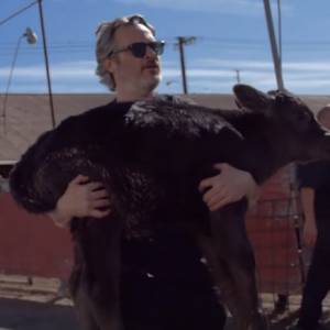 Joaquin Phoenix uratował krowę i cielę z rzeźni. Nagranie z akcji trafiło do sieci! [WIDEO]