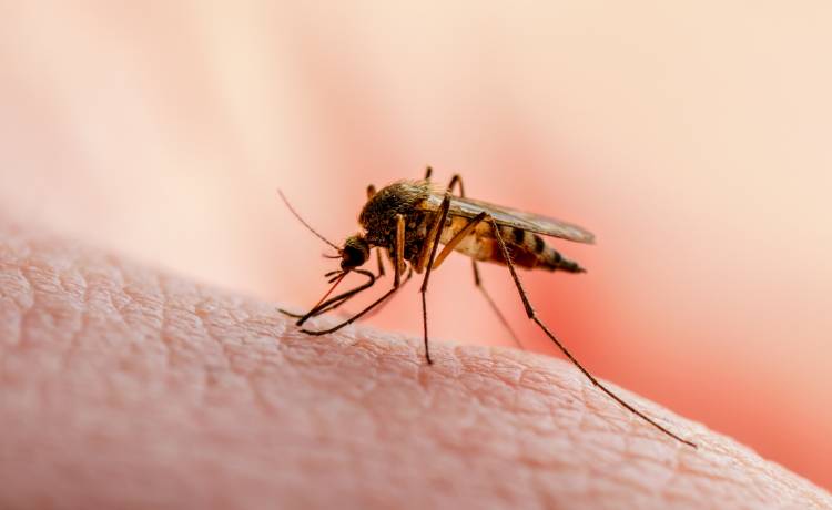 Co robić, aby komar nas nie dopadł?  Unikaj ubrań w tym kolorze... Badacze wyjaśniają