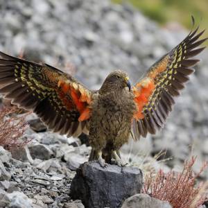 Papuga ukradła włączoną kamerę i sfilmowała swój przelot [NAGRANIE]