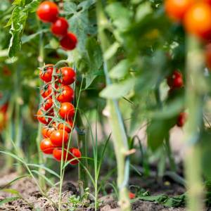 Czym są wilki na pomidorach i jak je usuwać? Instrukcja