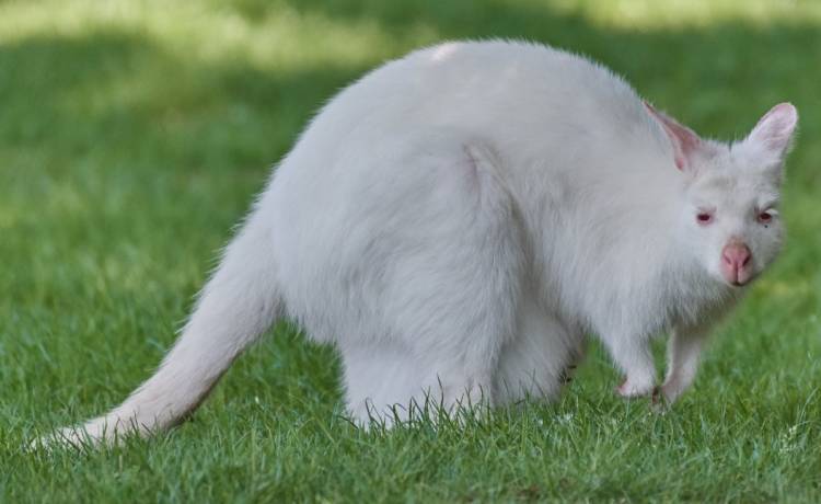 Złodziej wyprowadził dwa białe kangury za ogony. Zuchwała kradzież w Bielsku-Białej