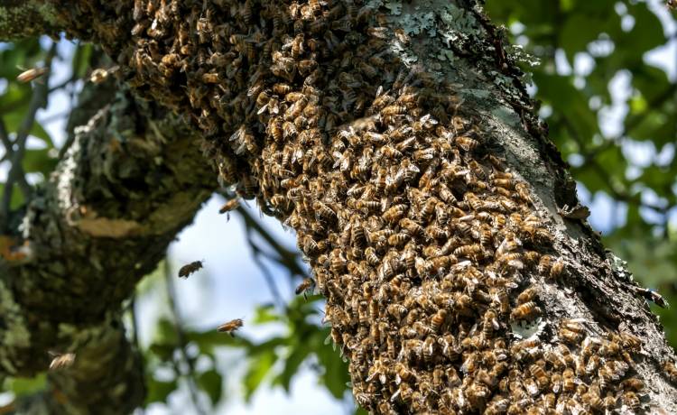Zaatakował go rój pszczół. Użądlony ponad 20 tys. razy trafił do szpitala