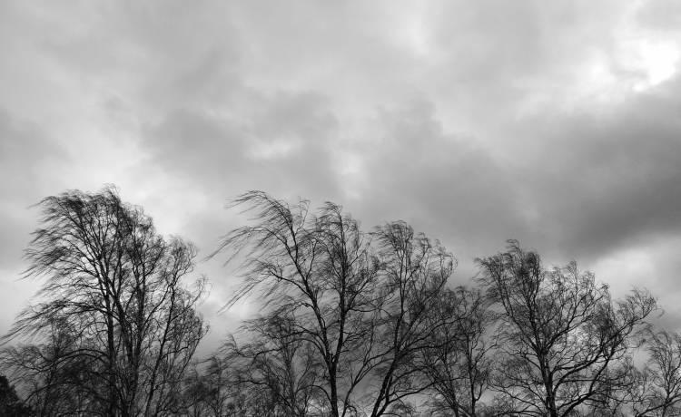 W warszawskim parku odnaleziono ciało zamordowanej kobiety 