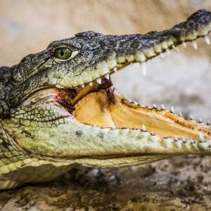 Policja poszukuje krokodyla, który uciekł z hodowli w Czechach. Zwierzę może być już w Polsce