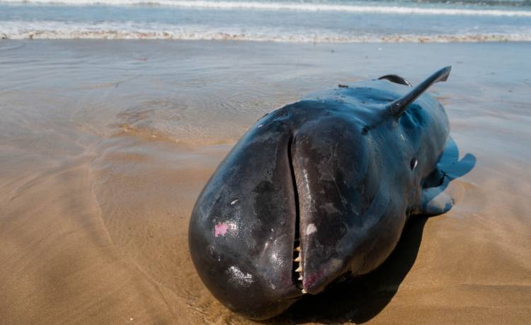 Setki wielorybów zmarło na wybrzeżach Tasmanii. To największa tragedia w historii Australii