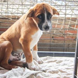 Gwiazdy oferują pomoc psiakom ze schronisk: "Teraz jest świetny czas, aby zaopiekować się potrzebującym zwierzakiem"