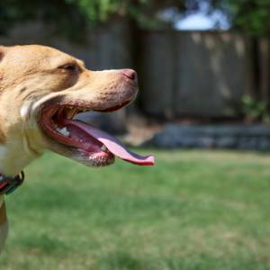 Opiekujesz się psem? O tym musisz wiedzieć, kiedy nadchodzą upały 