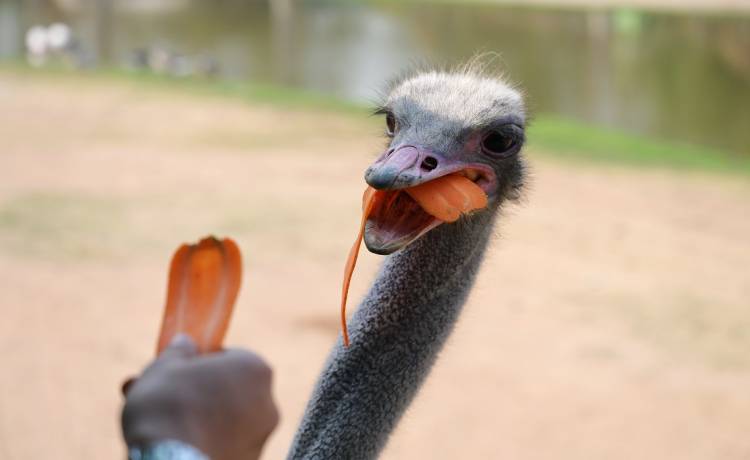 Struś biegał po ulicach Moskwy i gonił kierowców. "To ważny projekt" [WIDEO]