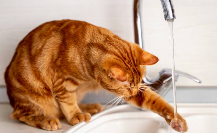 Kot odkręcił kran. Kwota za remont zwala z nóg [WIDEO]