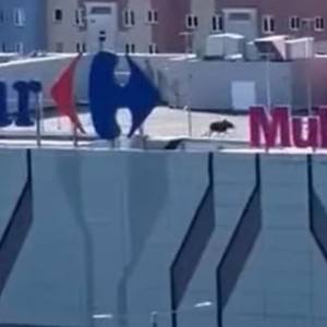 Łoś na dachu galerii handlowej. Mieszkańcy Elbląga przecierali oczy ze zdumienia [WIDEO]