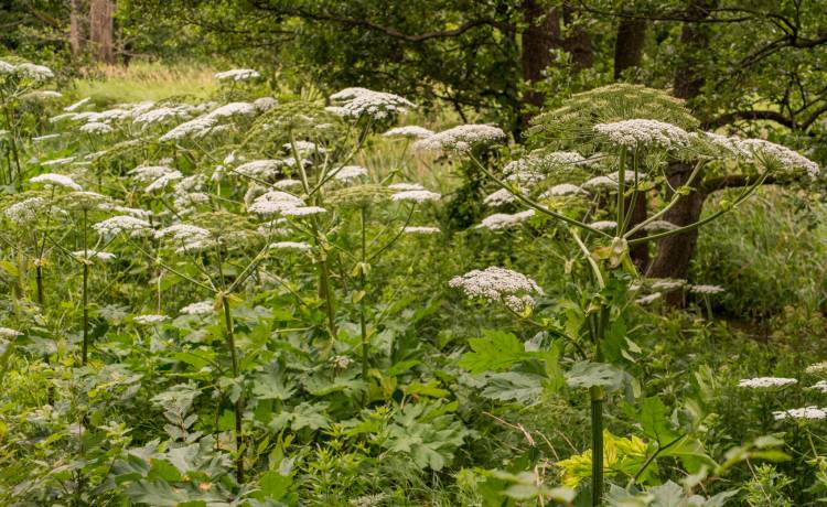 fot. barszcz Sosnowskiego/Shutterstock