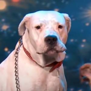 Śpiewający pies w talent show. Takiej wersji "I will always love you" nie słyszeliście! [WIDEO]