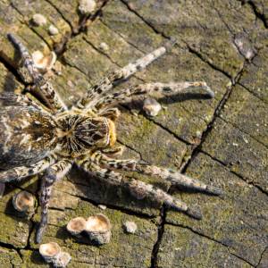 Tarantula ukraińska w Polsce? Ekspert wyjaśnia, czy mamy się czego bać 