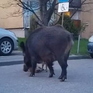 Mały dzik budził dziczka na ulicy... Niecodzienne nagranie z Trójmiasta podbija sieć [WIDEO]