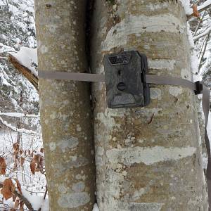Dzik utknął w... paśniku tuż przed obiektywem fotopułapki! Internauci: "Nieładnie tak wchodzić do talerza" [FOTO]