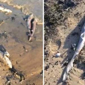 Masowy mord rekinów. Okaleczono i zabito blisko 100 zwierząt 