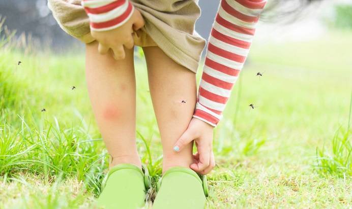 Komary gryzą Cię częściej niż innych? Zobacz dlaczego