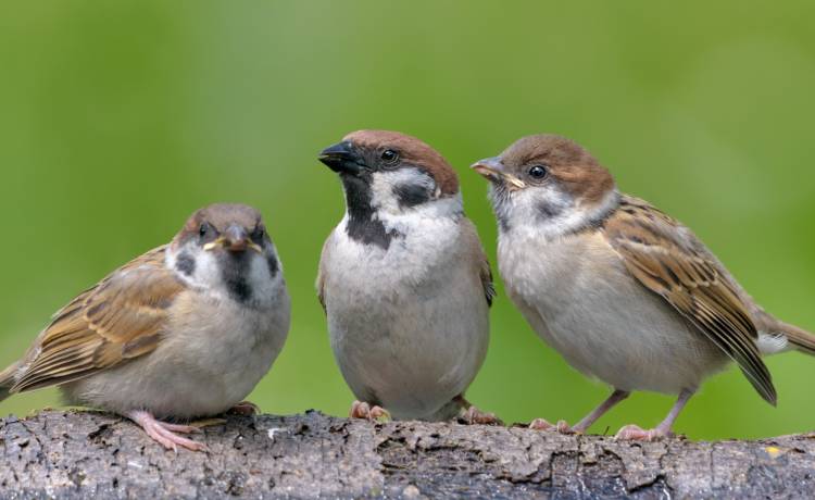 fot. shutterstock.com