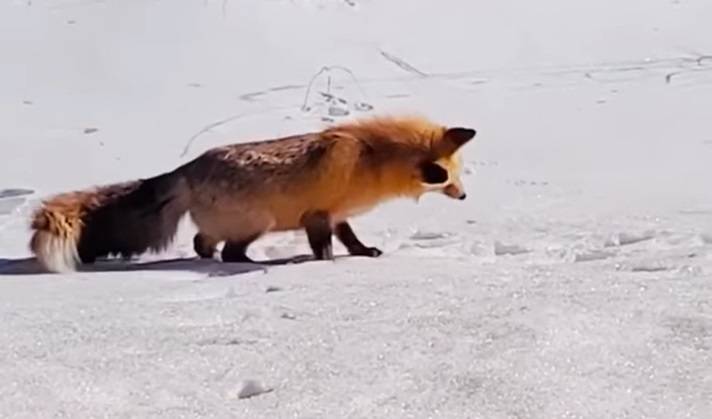 Fantastyczny pan lis istnieje? Akrobacje dzikiego zwierzęcia uchwyciła kamera! [WIDEO]