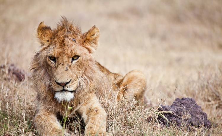 Lew jest tak słaby, że nie ma siły jeść. Oburzenie internautów sięga zenitu [WIDEO]