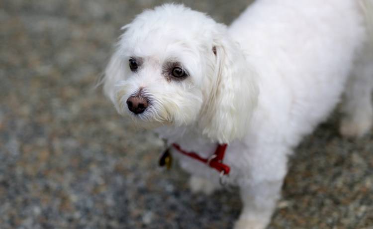 Stary pies ocalił szczenię. Choć miał tylko trzy zęby, rzucił się na kojota [WIDEO]
