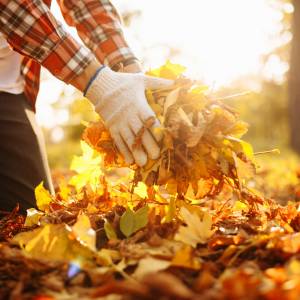 Uważaj przy sprzątaniu liści w ogrodzie. Grozi za to nawet 500 zł mandatu!