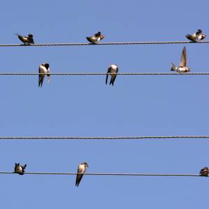 Dlatego jaskółki latają w kółko. Mało kto o tym wie!     