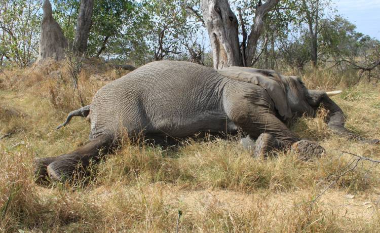 Znaleźli ponad 300 martwych słoni w Afryce. Znamy przyczynę tragedii