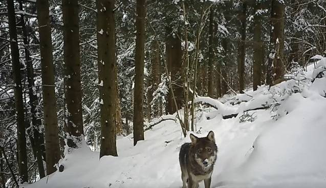Tropem wilków podąża niedźwiedź... i nie tylko! Takie nagranie to rzadkość [WIDEO]